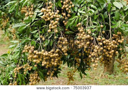 Longan Hanging On Tree