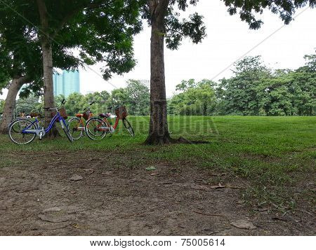 Bicycle in park H.D.R.