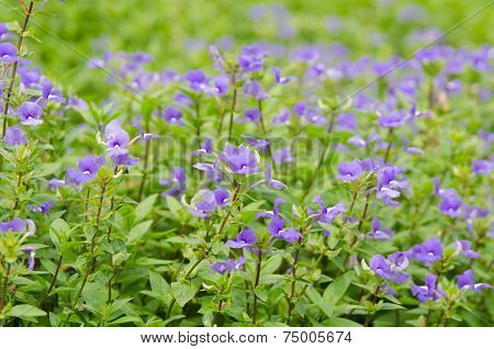 Blue Hawaii Flower (brazilian Snapdraon)