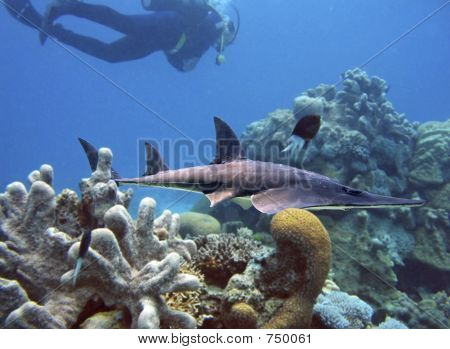 DiverReef