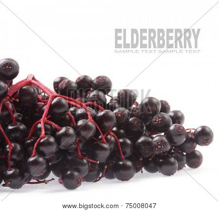 The Elderberry Sambuscus Nigra. The flowers and berries are used most often medicinally against flu and fever, angina, etc. 