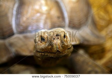 A funny image of a Sulcata Tortoise with a common house fly sitting on his nose. Tortoises are in fact turtles and live on land as apposed to in water.  All turtles have protective shells to live in