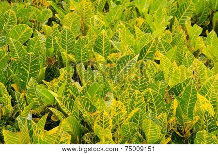 Codiaeum Variegatum Leaf Background