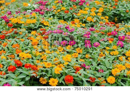 Blooming Zinnias In Garden