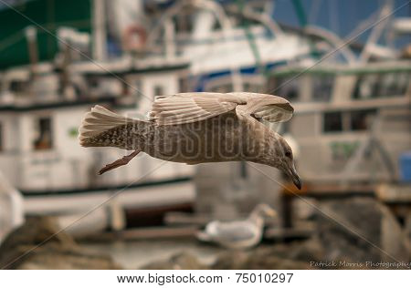 Seagull in Flight