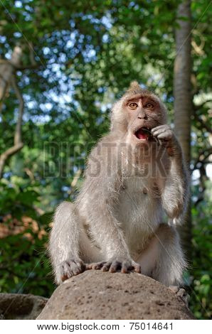 crab-eating macaque or long-tailed macaque or macaca fascicularis