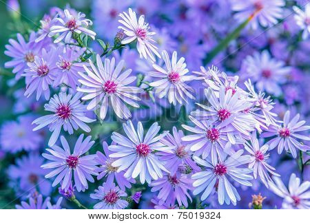 Aster