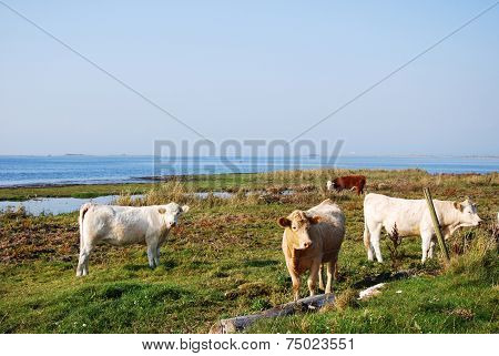 Cattle At Seaside
