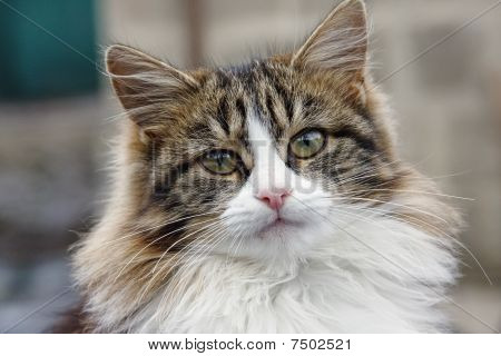 Kedi portresi