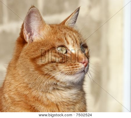 Kalın kedi