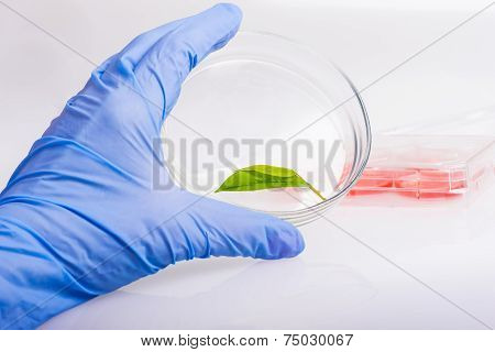 Scientist holding samples of new super grow plants