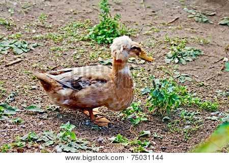 Duck tufted