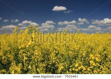 Paesaggio househols