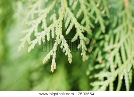 Zweig der ein Thuja close up