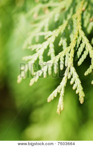 Zweig der ein Thuja close up