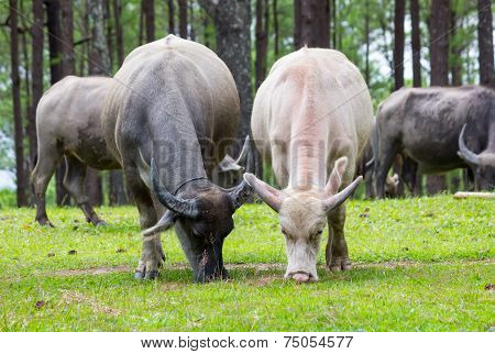 Asia Buffalo Grazing On A Green Grassy Field