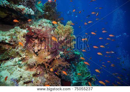 Tropical Anthias fish with net fire corals on Red Sea reef underwater