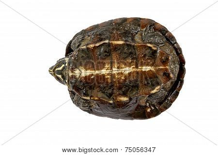 Turtle Turtle Upside Down, Trying To Turn Over.