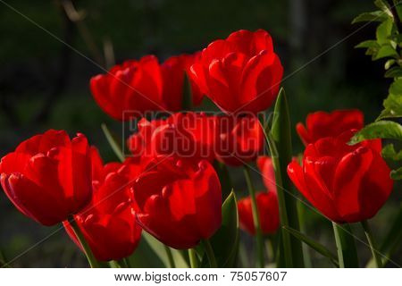 Tulips