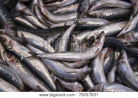 Sardines