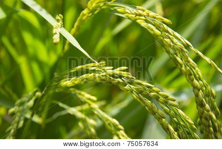 Rice plants