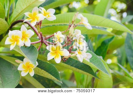 Frangipani, Plumeria Blooming, Templetree.