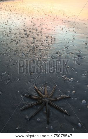 Starfish