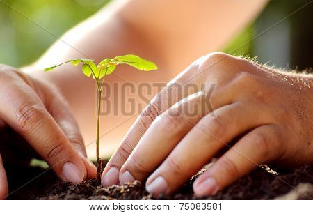 Male hand planting young tree over green background