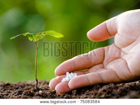 Male hand giving plant fertilizer to young tree
