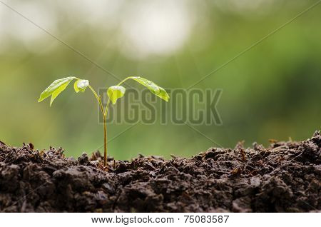 Young plant growing with rain water drop