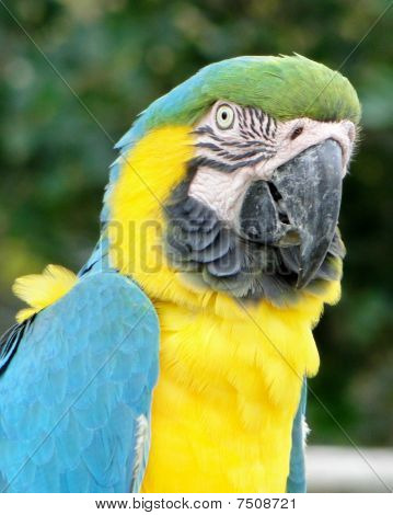 Cabeza de loro