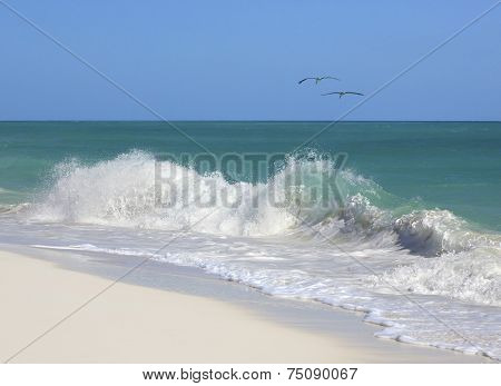 Couple pelicans on the Caribbean coastal wave.
