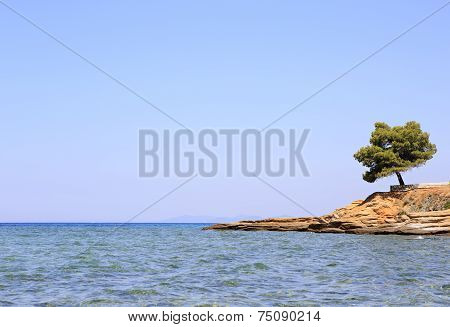 Lonely pine stone ledge.