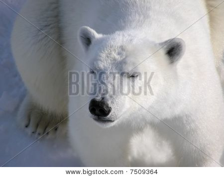 Polar Bear Resting fredeligt ved daggry