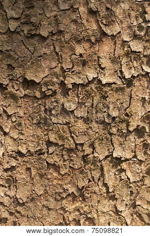 Bark Of A Tree
