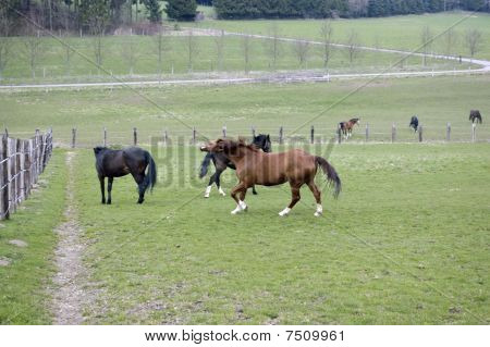 The Horse Runs.