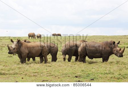 white rhinos