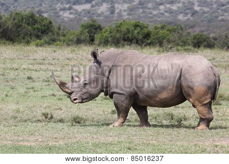 big rhino