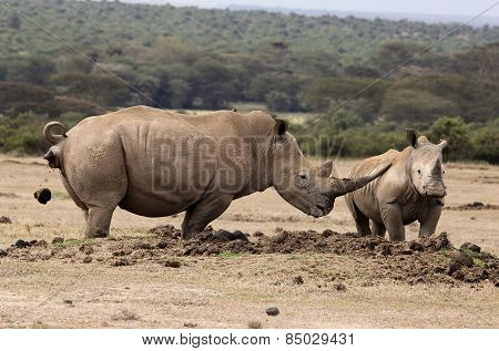 two rhinos