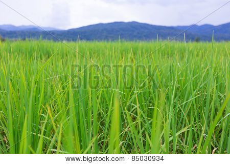 Rice field.