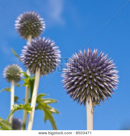 Raffica di Echinops telfairi