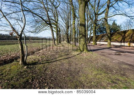 Rows Of Bare Trees Beside A Field In Wintertime