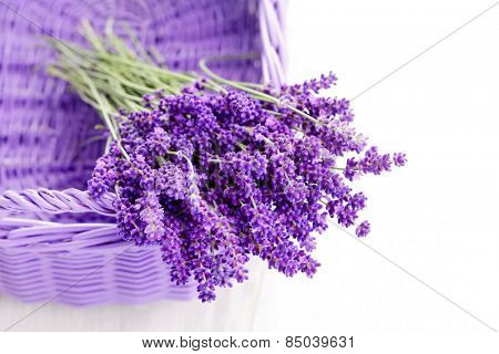 basket full of lavende - flowers and plants