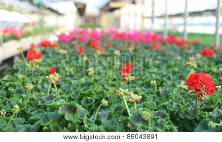 Geranium Plants In The Greenhouse In Spring