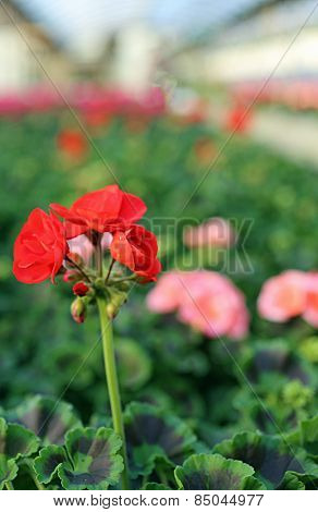Red Geranium Plants