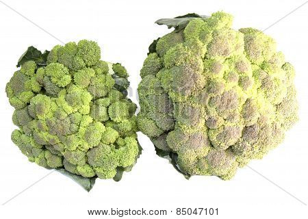 Brussels Cabbage