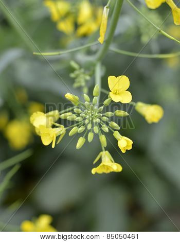 Flowering Mustard.