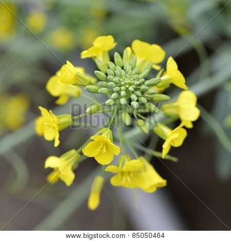 Flowering Mustard.
