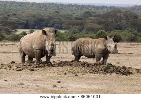 two rhinos