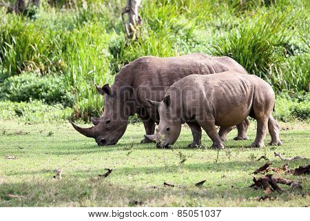 two rhinos